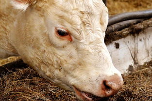 河間市畜禽養(yǎng)殖廢棄物資源化利用工作方案