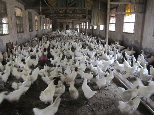 中央一號(hào)文件引爆三農(nóng)圈 外媒關(guān)注蜜蜂對(duì)有機(jī)農(nóng)業(yè)重要性，助力農(nóng)產(chǎn)品銷(xiāo)售升級(jí)