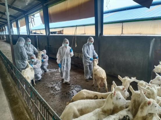 千陽縣畜產(chǎn)局再獲省級榮譽，產(chǎn)業(yè)興旺助力鄉(xiāng)村振興